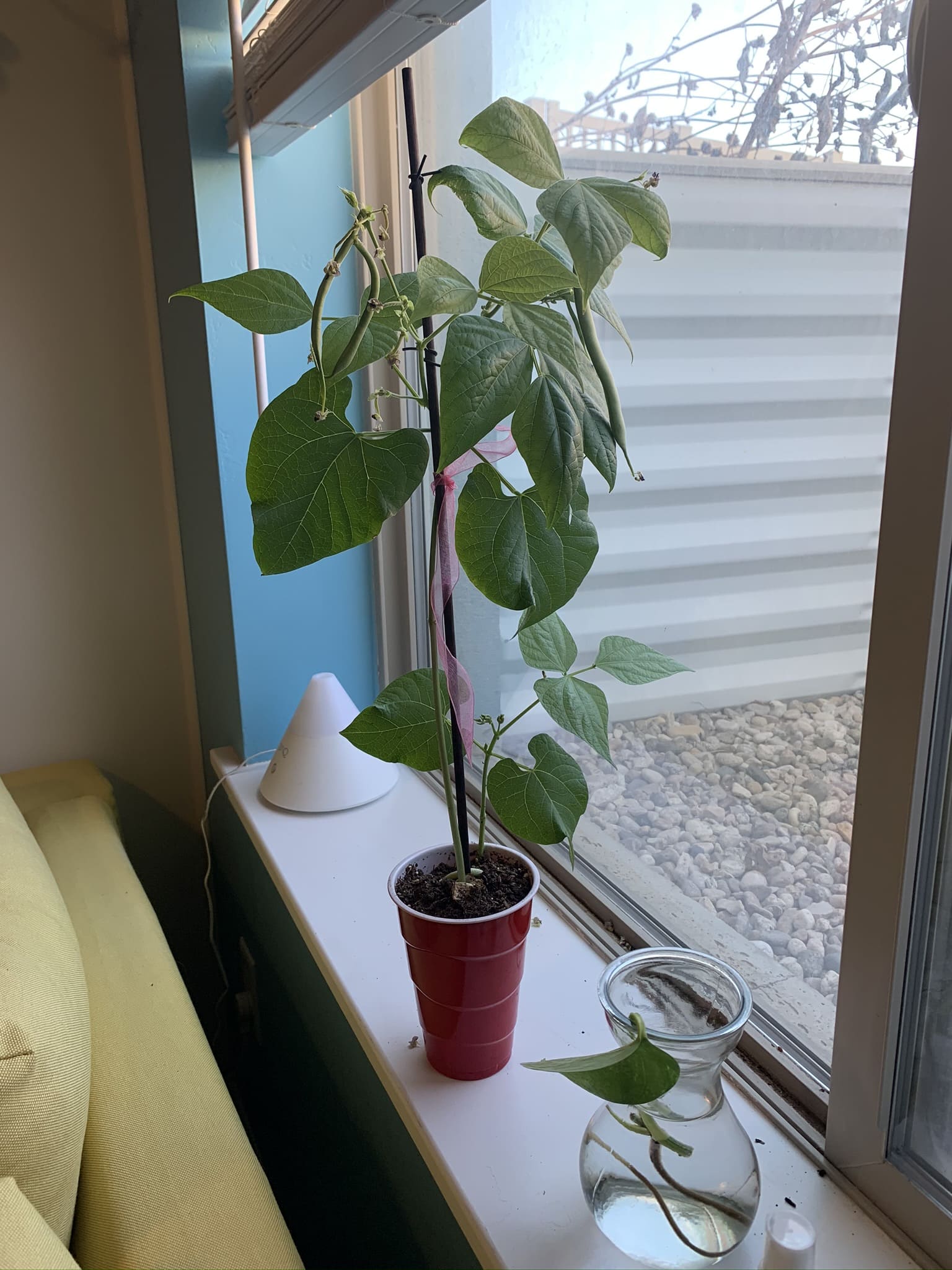 10 Edible Vines You Can Grow Indoors And Actually Eat