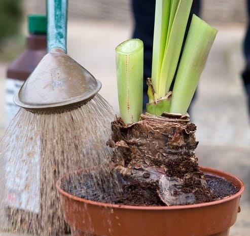 The Following Tips Keep Your Amaryllis Coming Back Stronger After Blooming