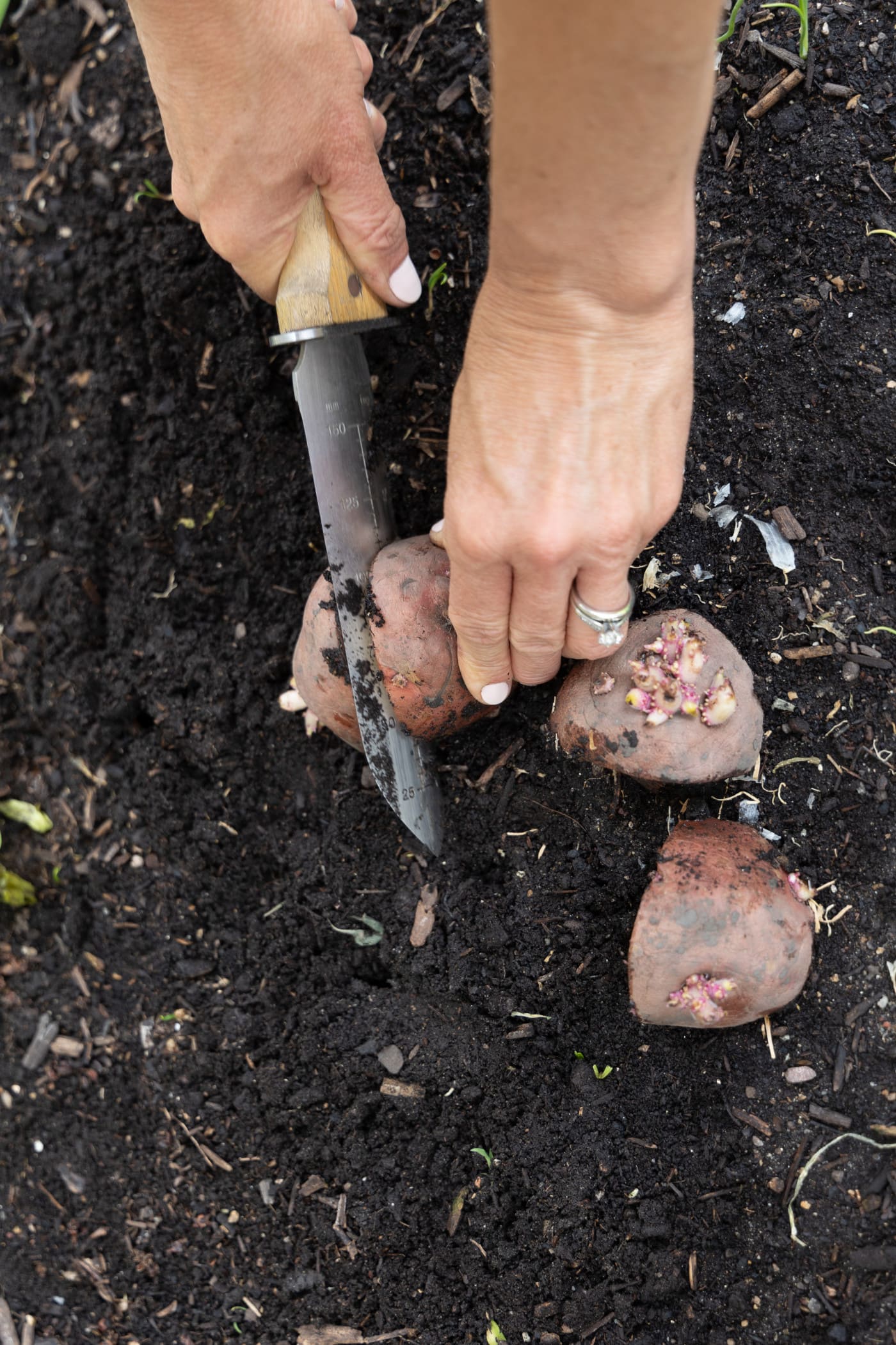 Roly Polies in the Garden: Helpful Cleaners or Sneaky Snackers?
