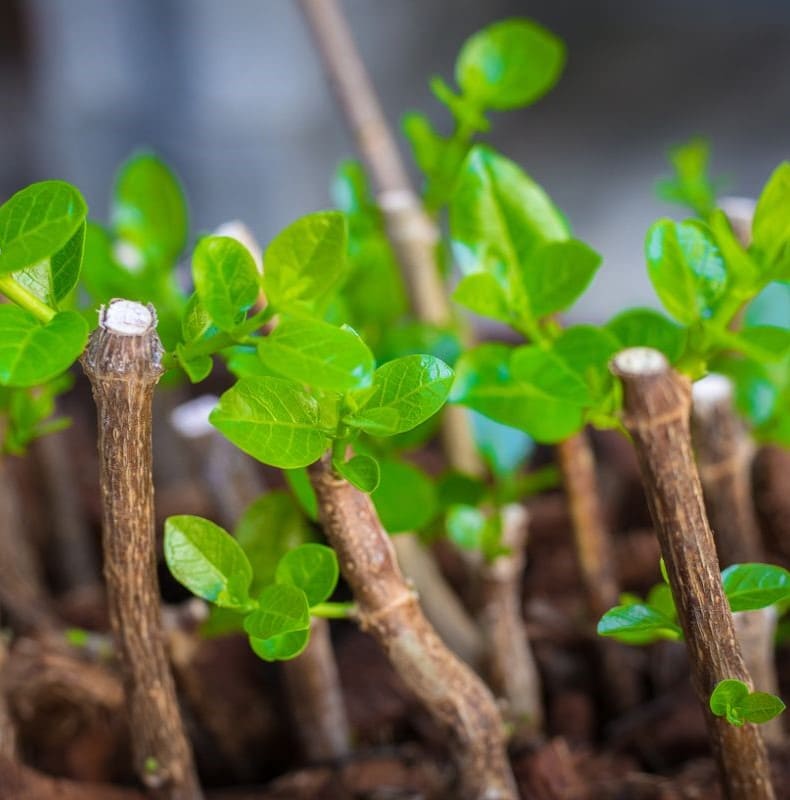 How to Propagate Blueberries Successfully for Berry Lovers
