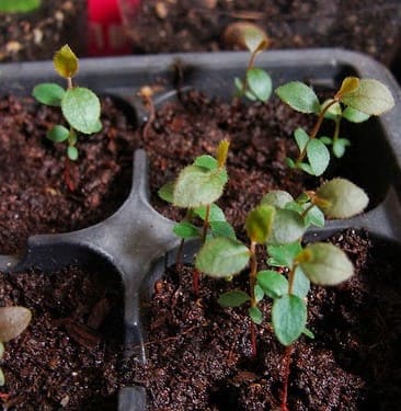 How to Propagate Blueberries Successfully for Berry Lovers