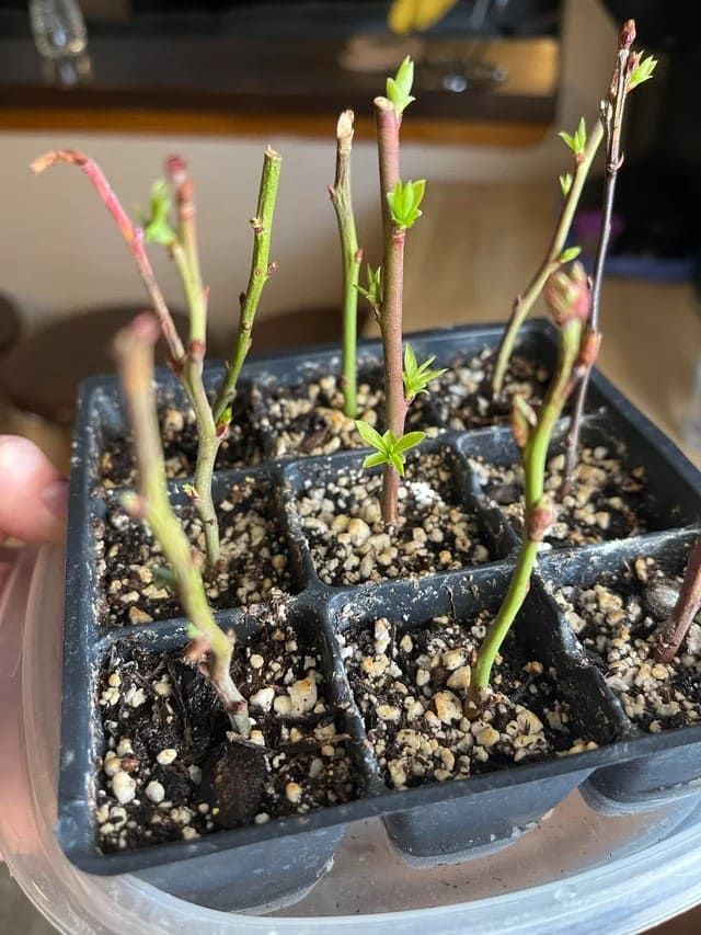 How to Propagate Blueberries Successfully for Berry Lovers