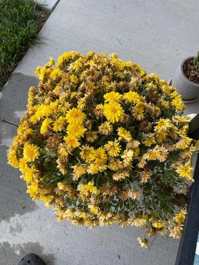 5 Essential Tips to Make Your Fall Mums Bloom Longer