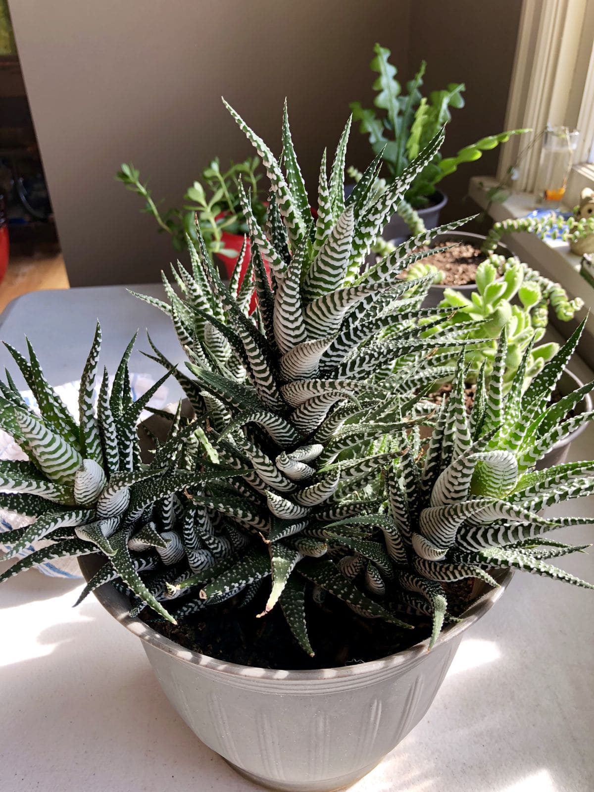 Here're 8 Useful Tips to Make Your Zebra Haworthia Bloom