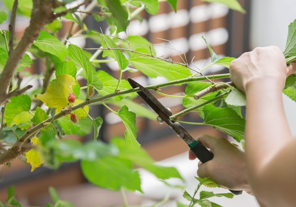 Here're 10 Tips to Grow Mulberries for the Sweetest, Largest Berries