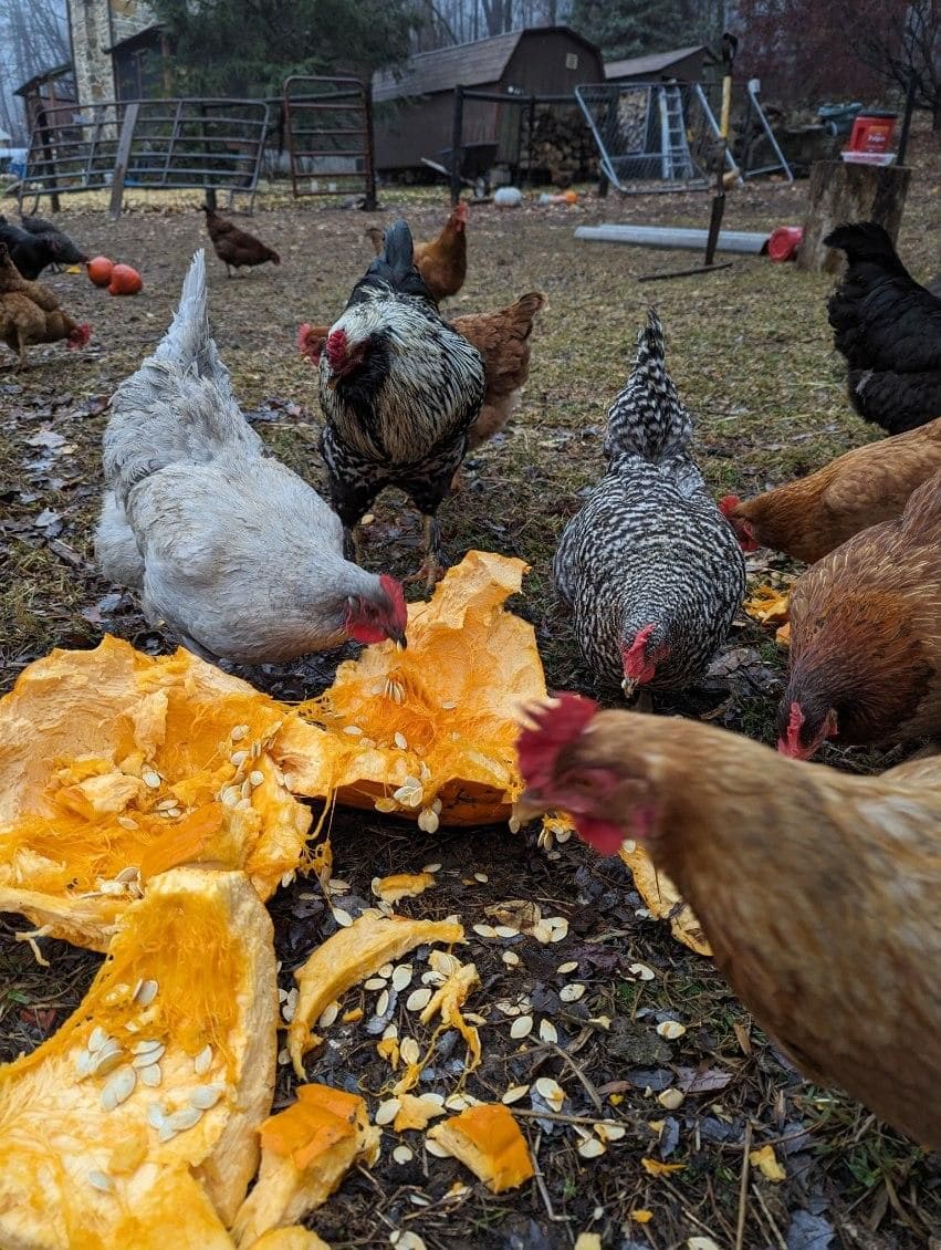 6 Natural Dewormers to Keep Your Chickens Healthy
