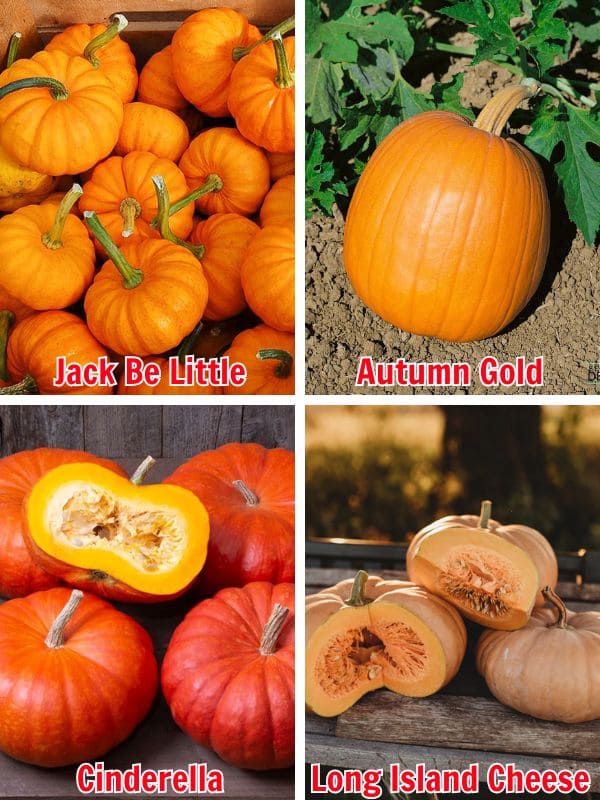 When to Grow Pumpkins for Halloween and Thanksgiving