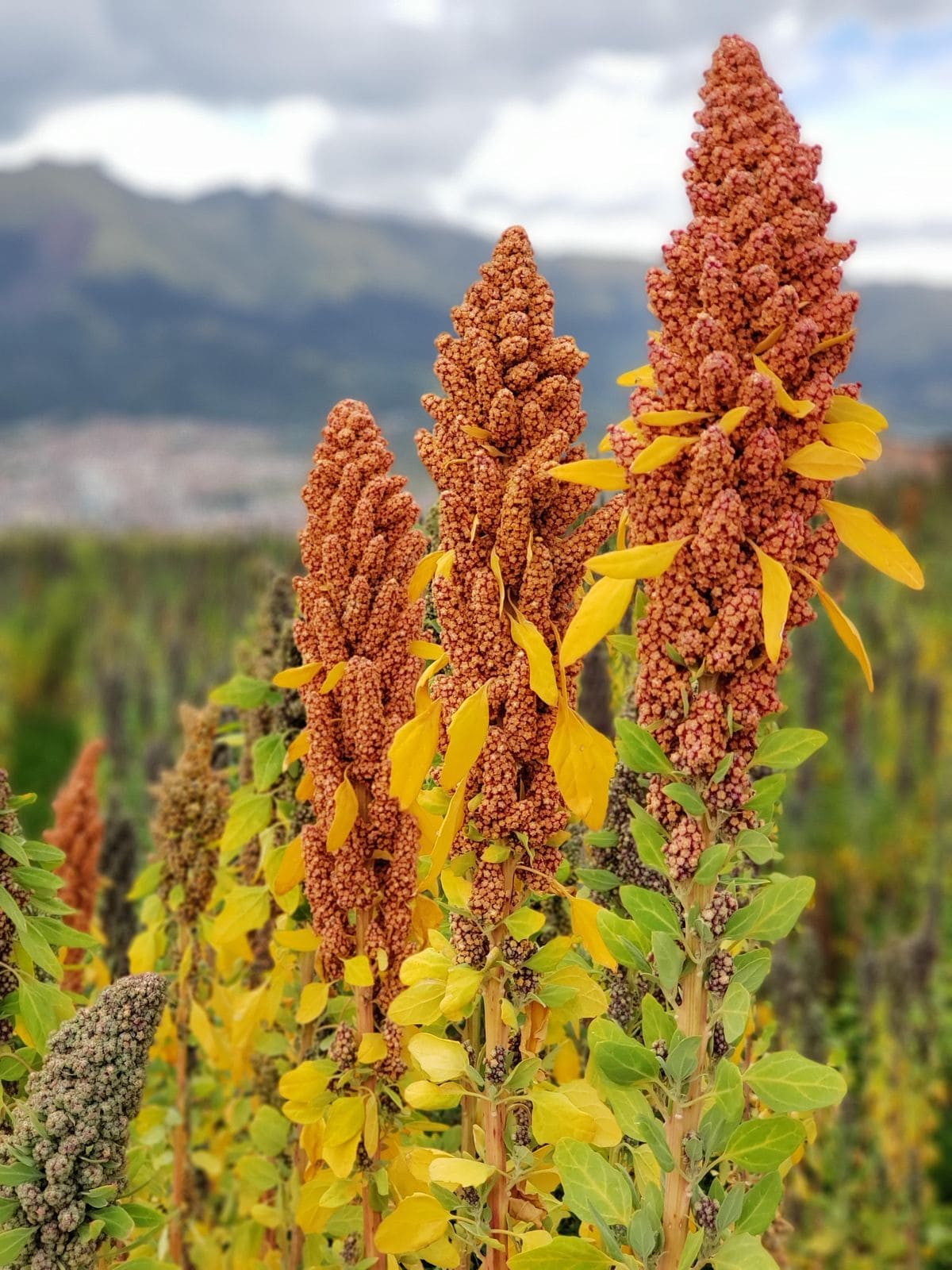Boost Protein in Your Garden With These 8 Super Foods