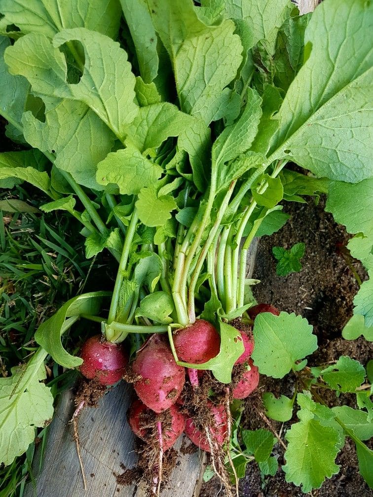 10 Best Plants You Can Grow in Pallets And How to Care Them