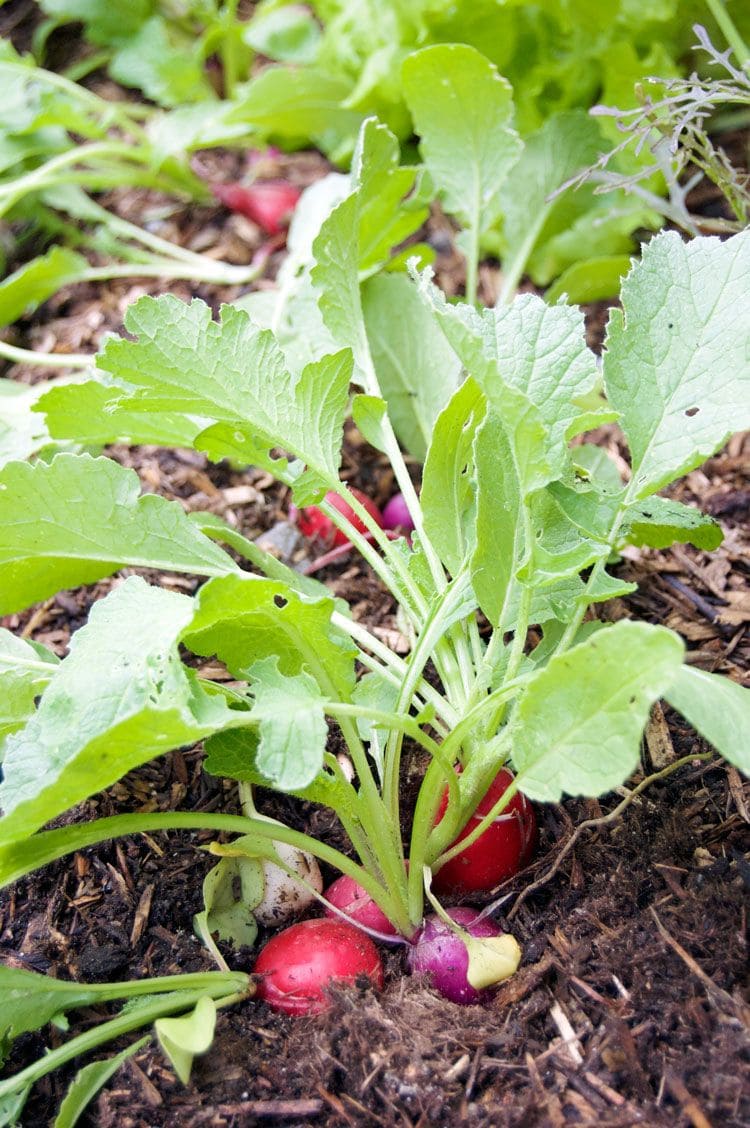 10 Best Plants to Grow in July for a Late-Season Harvest