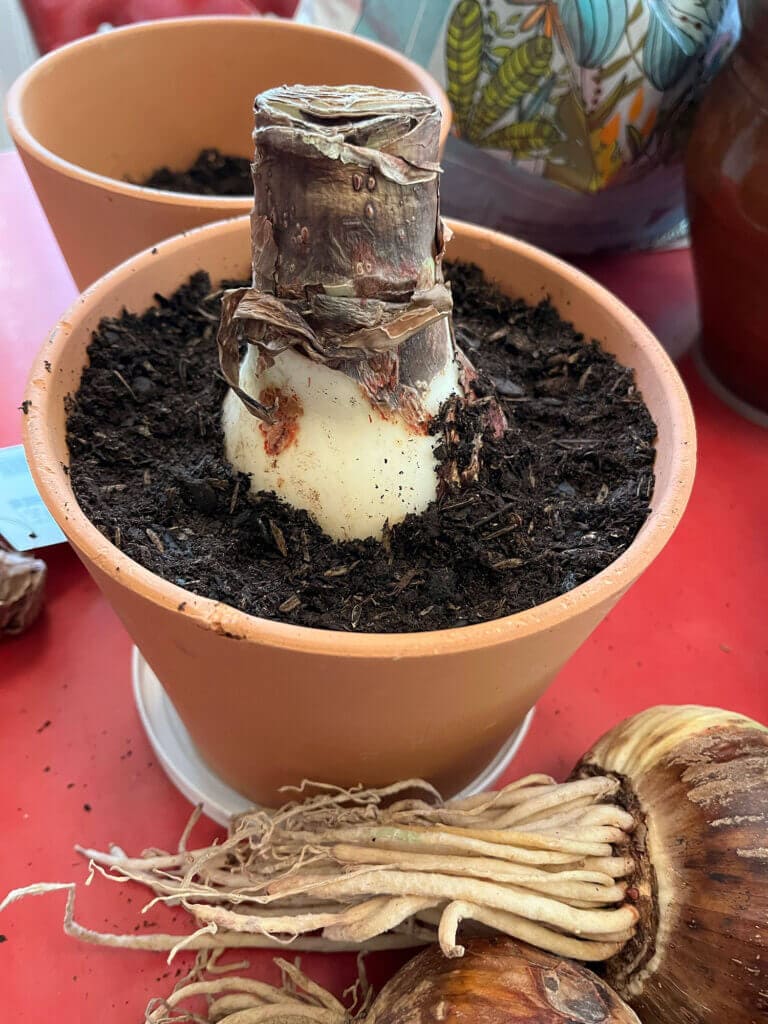 The Following Tips Keep Your Amaryllis Coming Back Stronger After Blooming