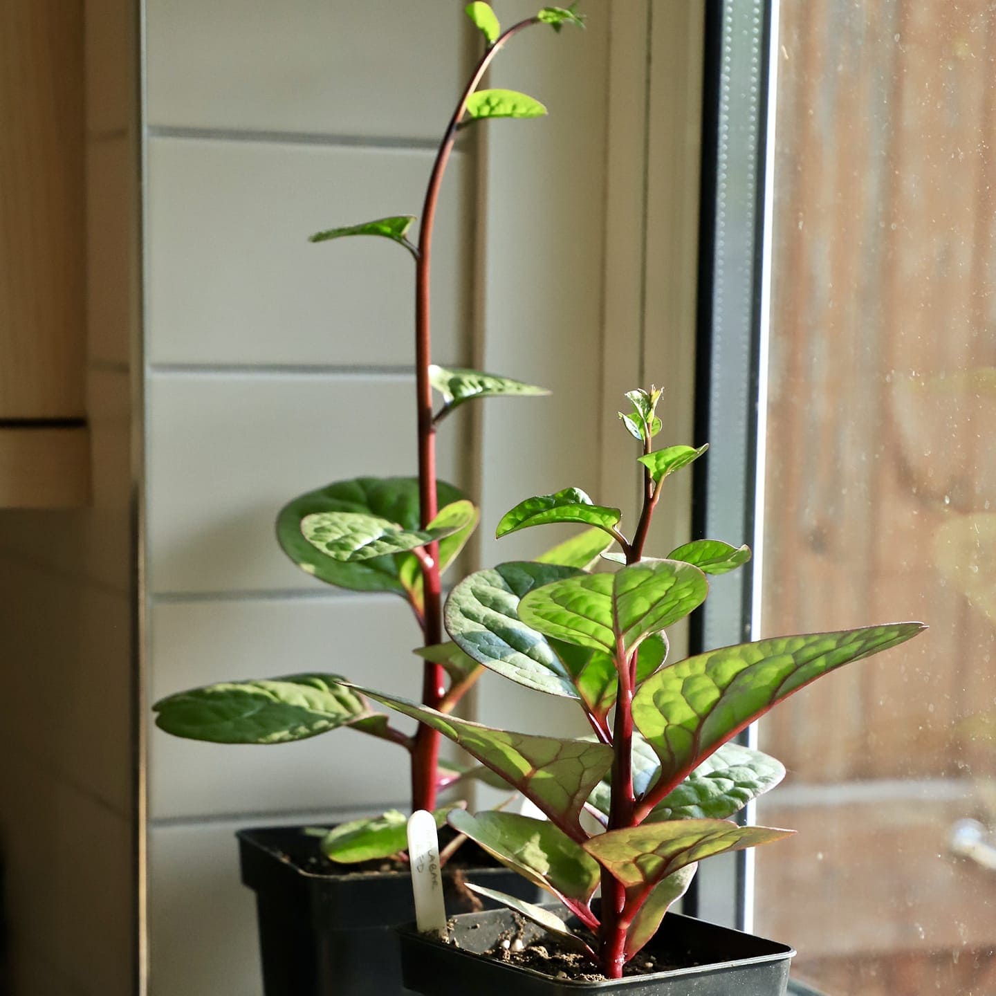 10 Edible Vines You Can Grow Indoors And Actually Eat