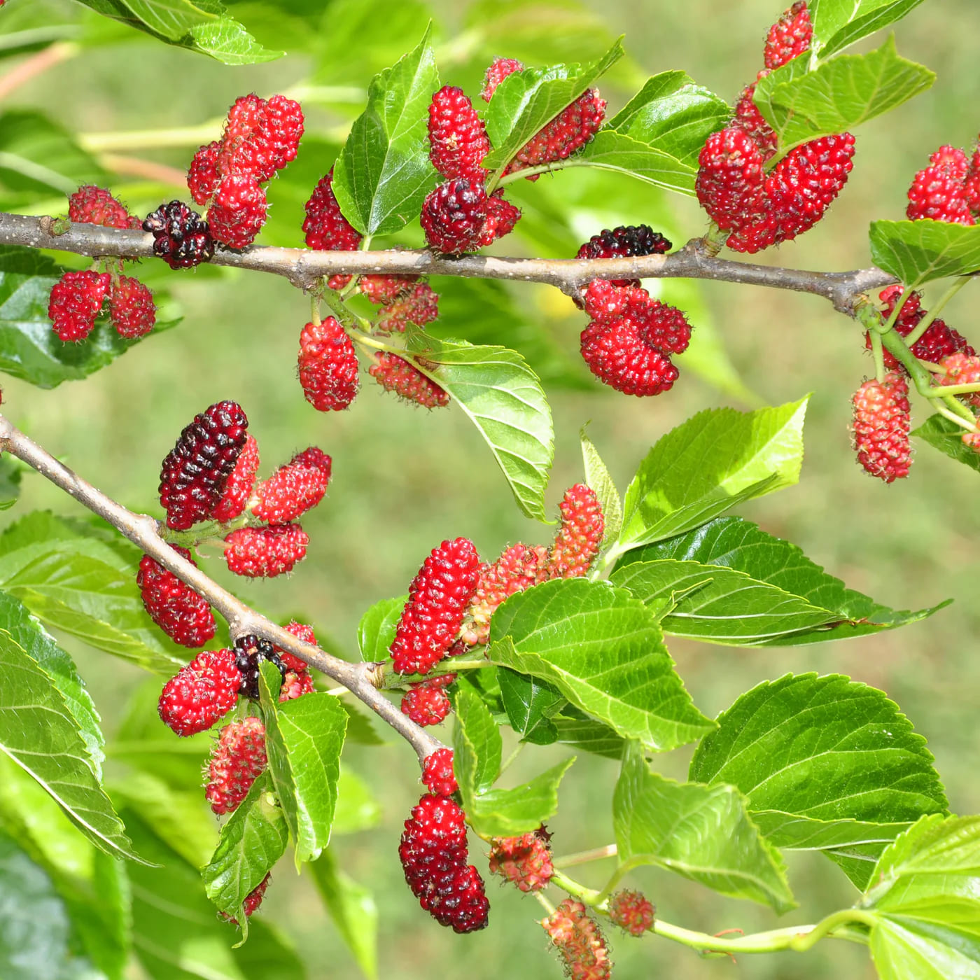 Here're 10 Tips to Grow Mulberries for the Sweetest, Largest Berries