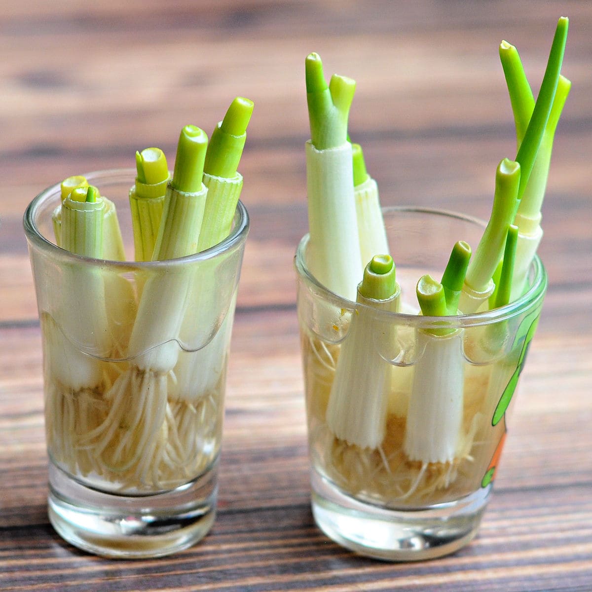 How to Grow Endless Green Onions at Home for Beginners