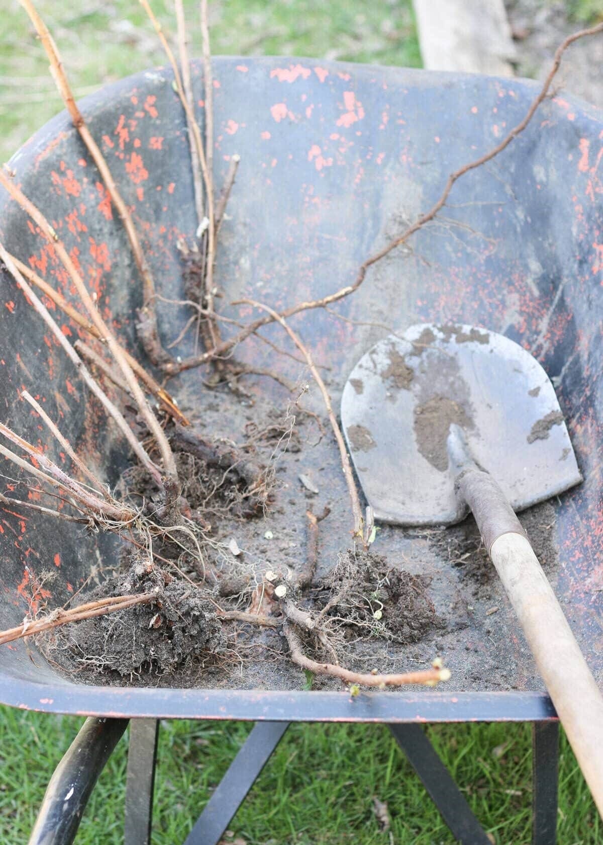 10 Proven Tips Help Gardeners Harvest Buckets of Raspberries