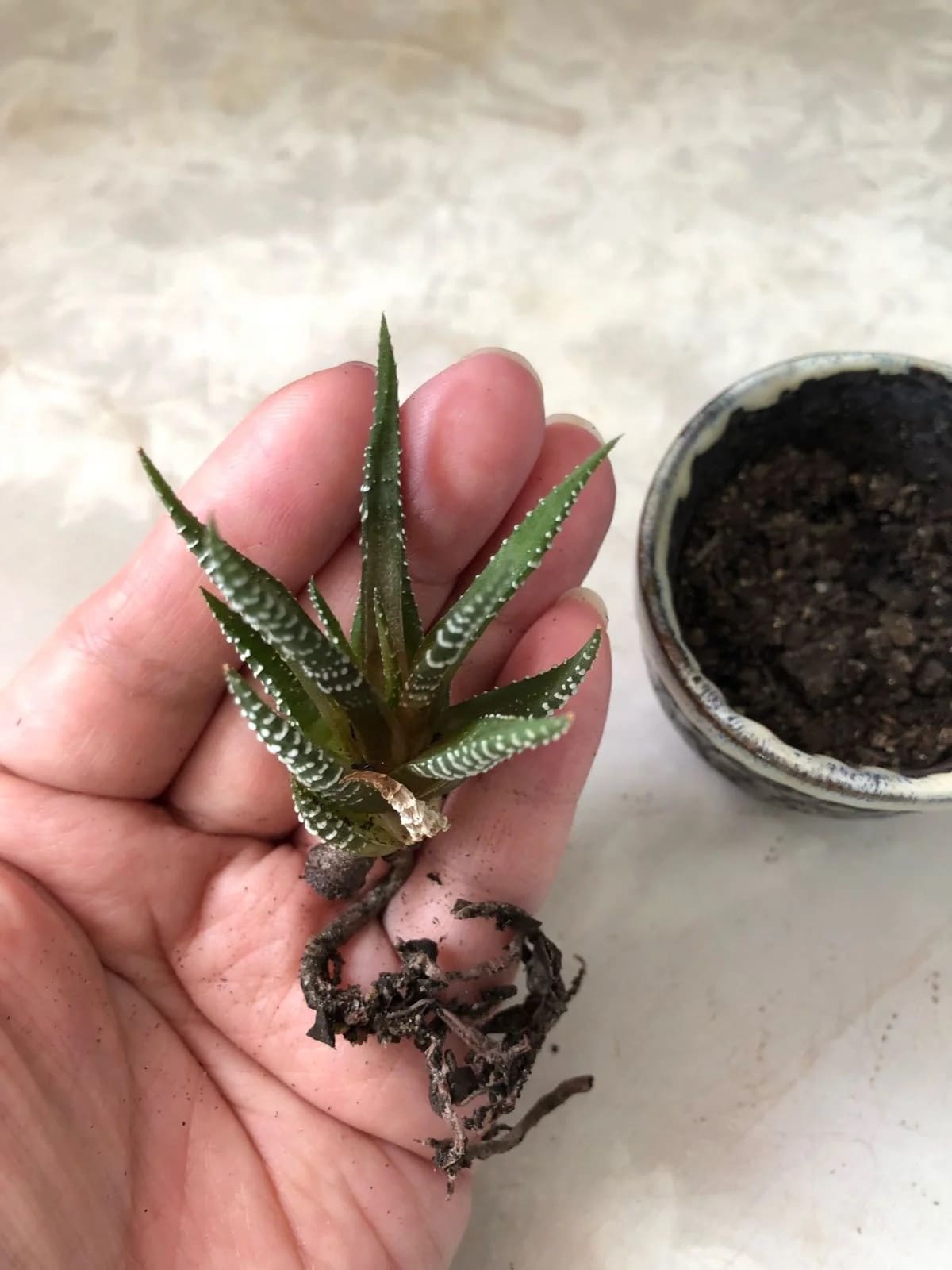 Here're 8 Useful Tips to Make Your Zebra Haworthia Bloom