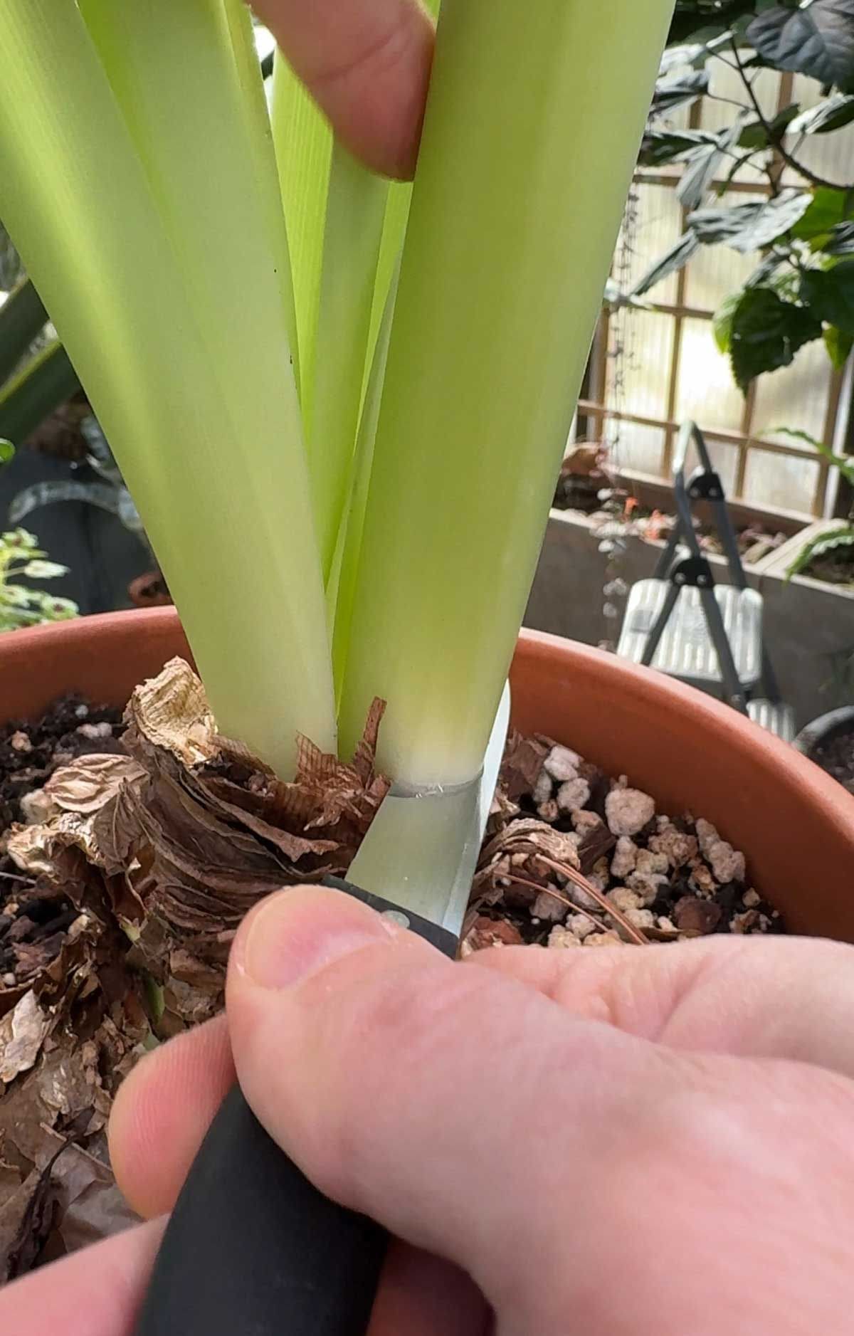 The Following Tips Keep Your Amaryllis Coming Back Stronger After Blooming