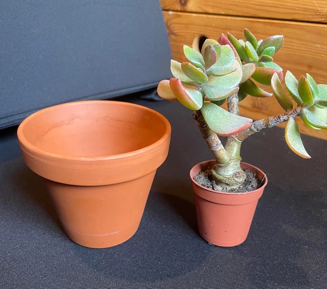 10 Proven Tips to Grow Giant Succulents Faster