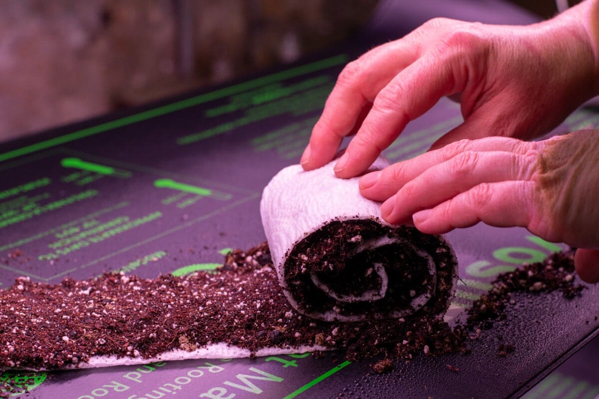 How the Seed Snail Trend Is Revolutionizing Home Gardening