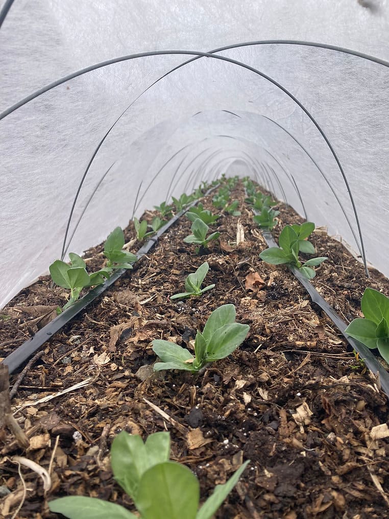 10 Ways to Heat Your Greenhouse in Winter Without Electricity