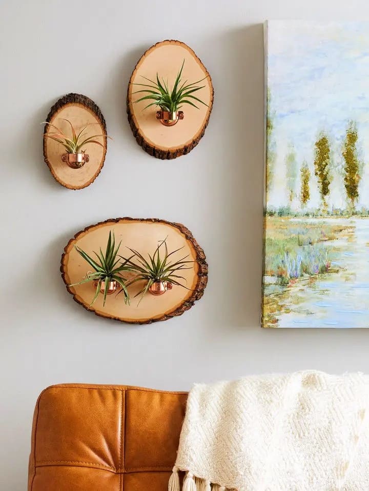 Rustic Wood Slice Air Plant Wall Art