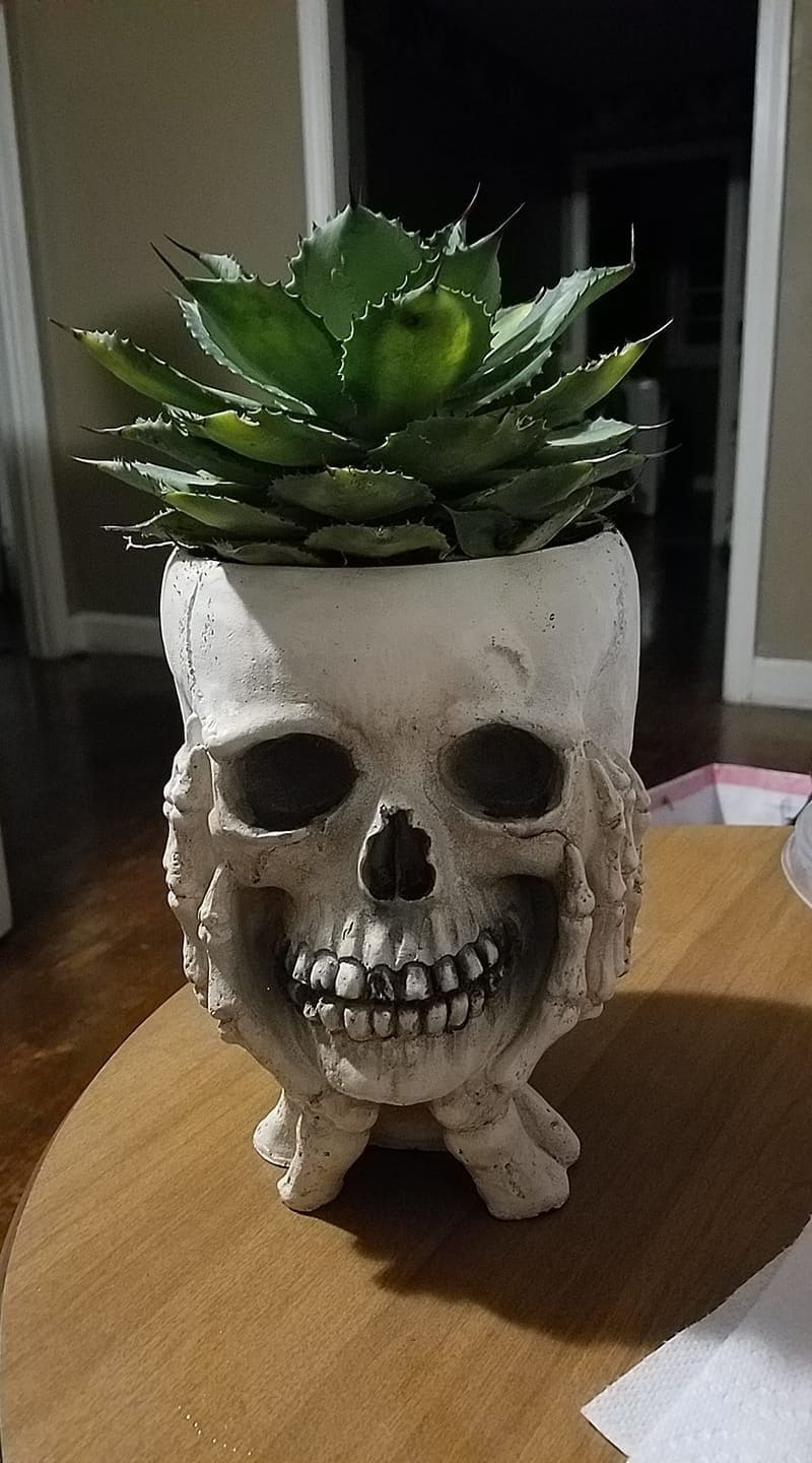 Screaming Succulent Skull Planter