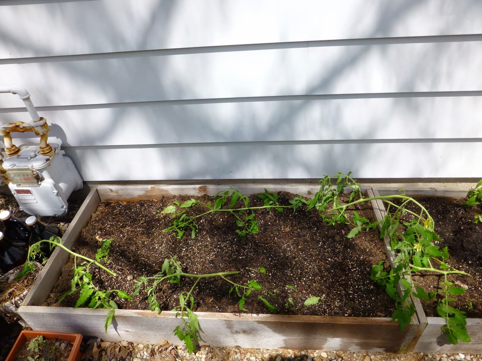 Trick to Plant Tomatoes Sideways for the Biggest Harvest
