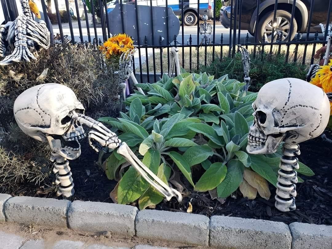 Skeleton Shenanigans in the Garden Bed