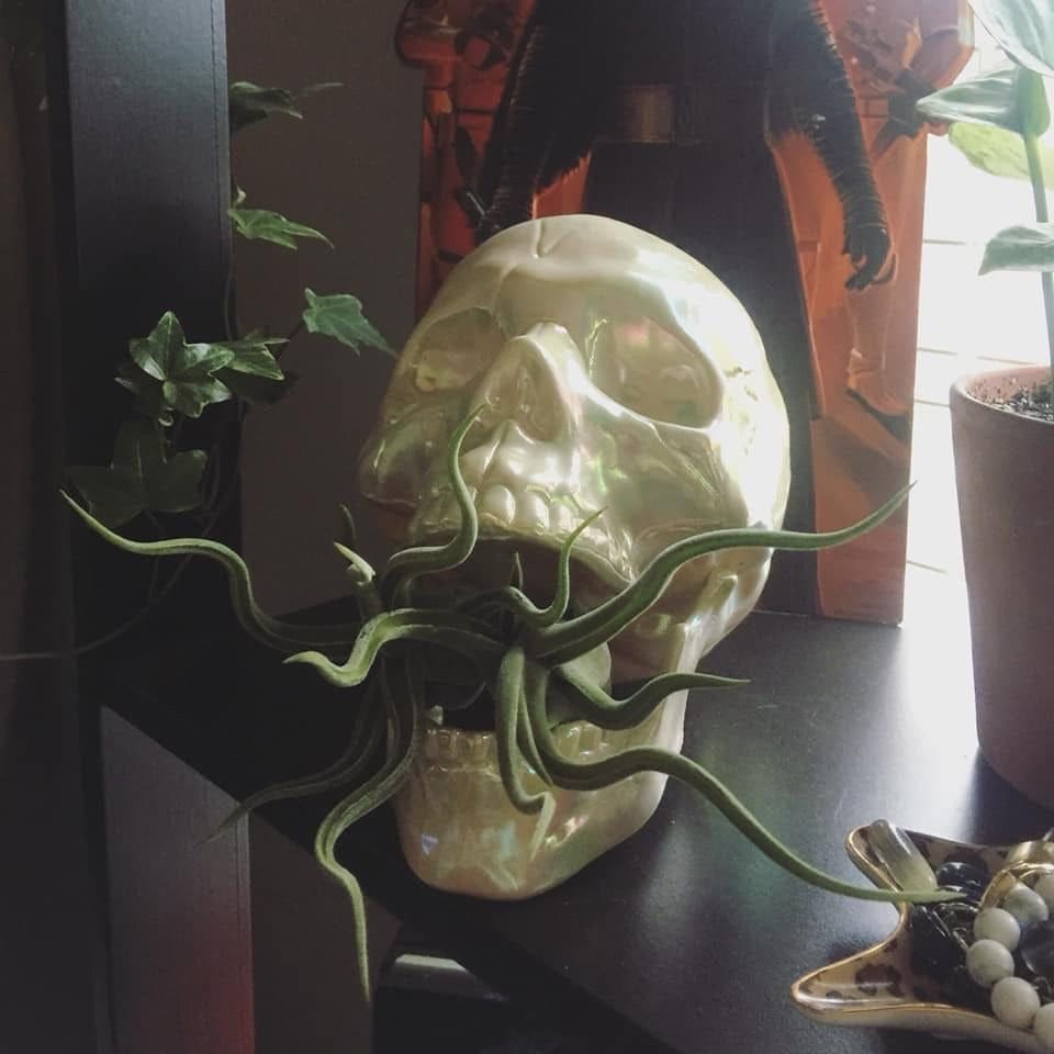 Skull and Spores Halloween Air Plant Display