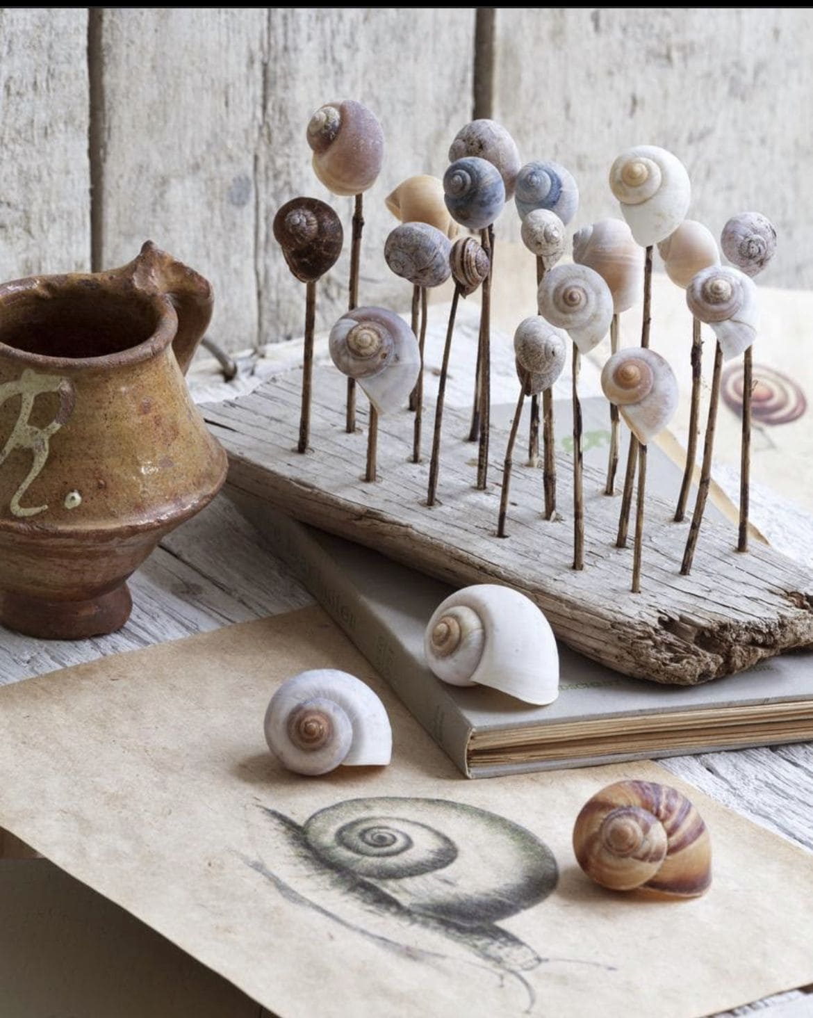 Snail Shell Botanical Sculpture Display
