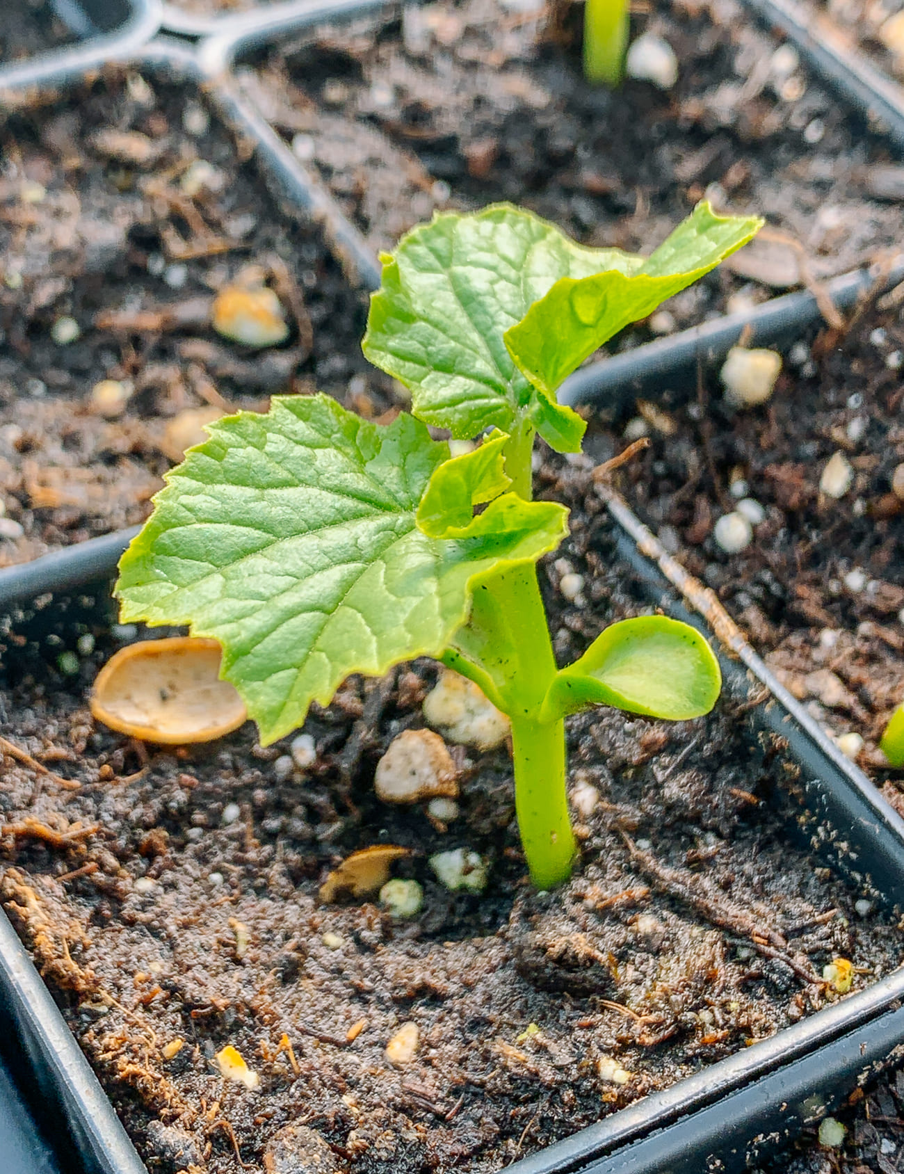 Here's The Secret to Growing Bitter Melon in Pots for the Biggest Harvests