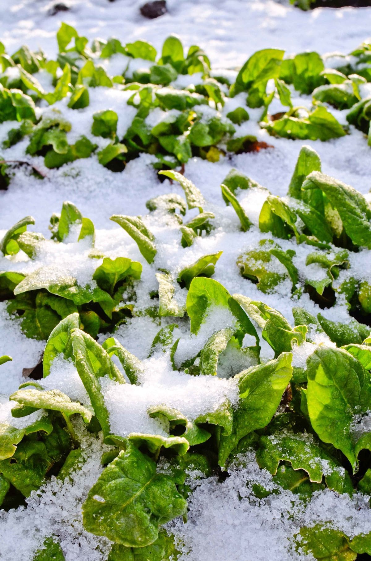 15 Vegetables You Can Grow Well in the next Winter