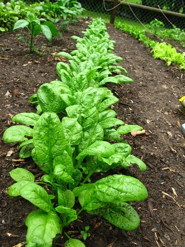 10 Best Plants to Grow Under Tomatoes