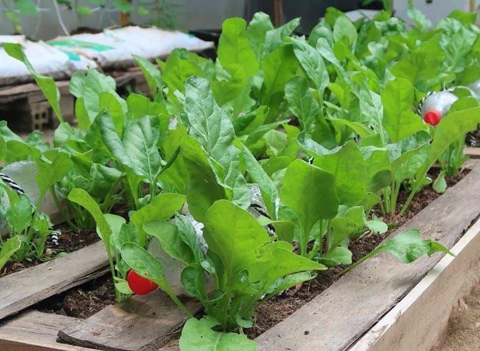 10 Best Plants You Can Grow in Pallets And How to Care Them