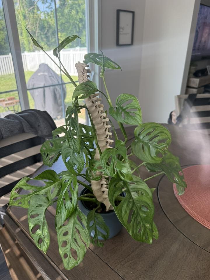 Spine-Tingling Monstera Planter