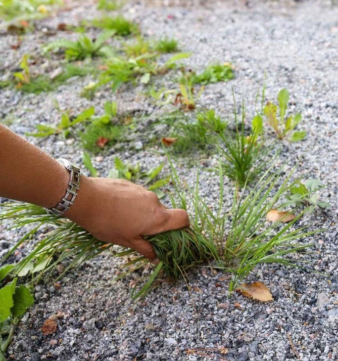 How to Get Rid of Weeds in Rocks Simply And Effectively