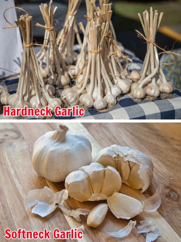 How To Grow Garlic This Fall for a Big, Flavorful Harvest Next Summer