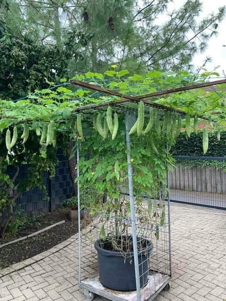 Here's The Secret to Growing Bitter Melon in Pots for the Biggest Harvests