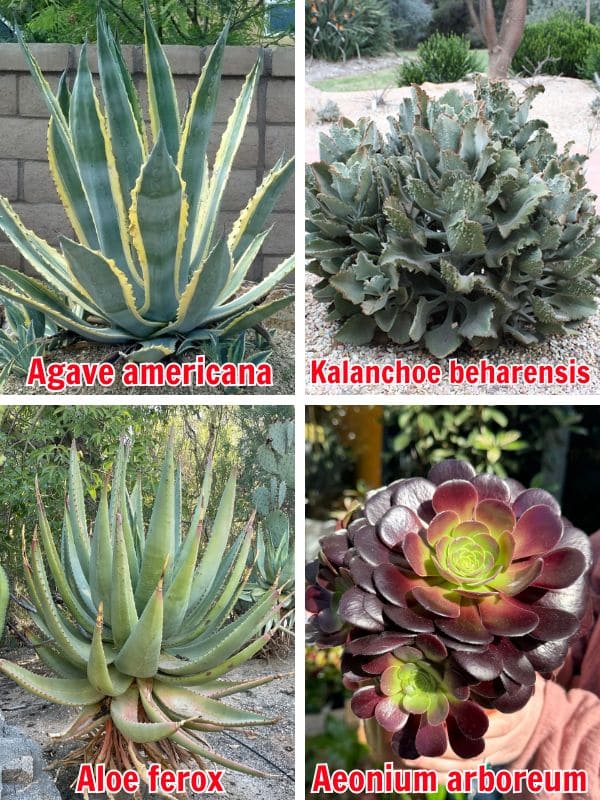 10 Proven Tips to Grow Giant Succulents Faster