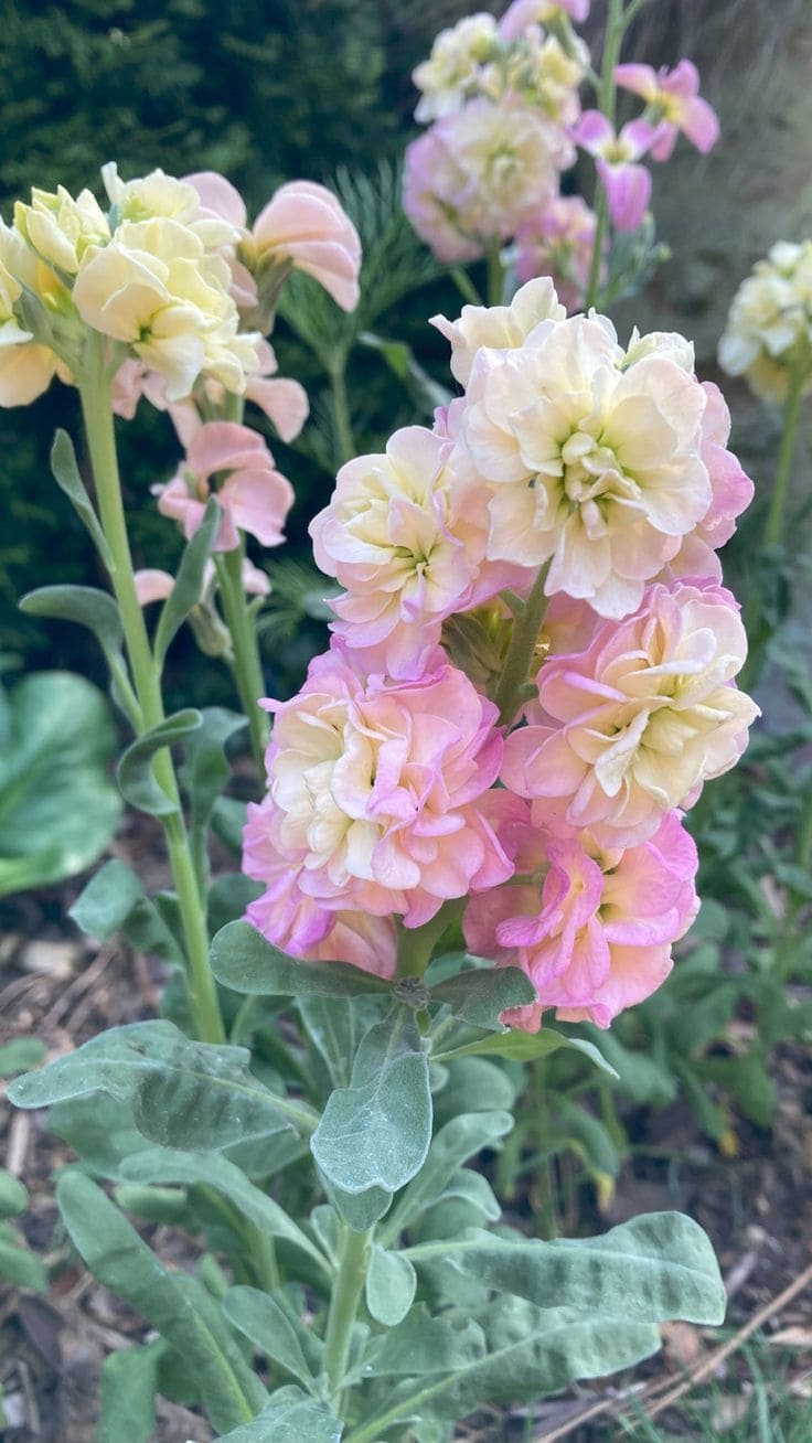 10 Flowers with Incredible Scents That Will Make You Fall in Love with Your Garden
