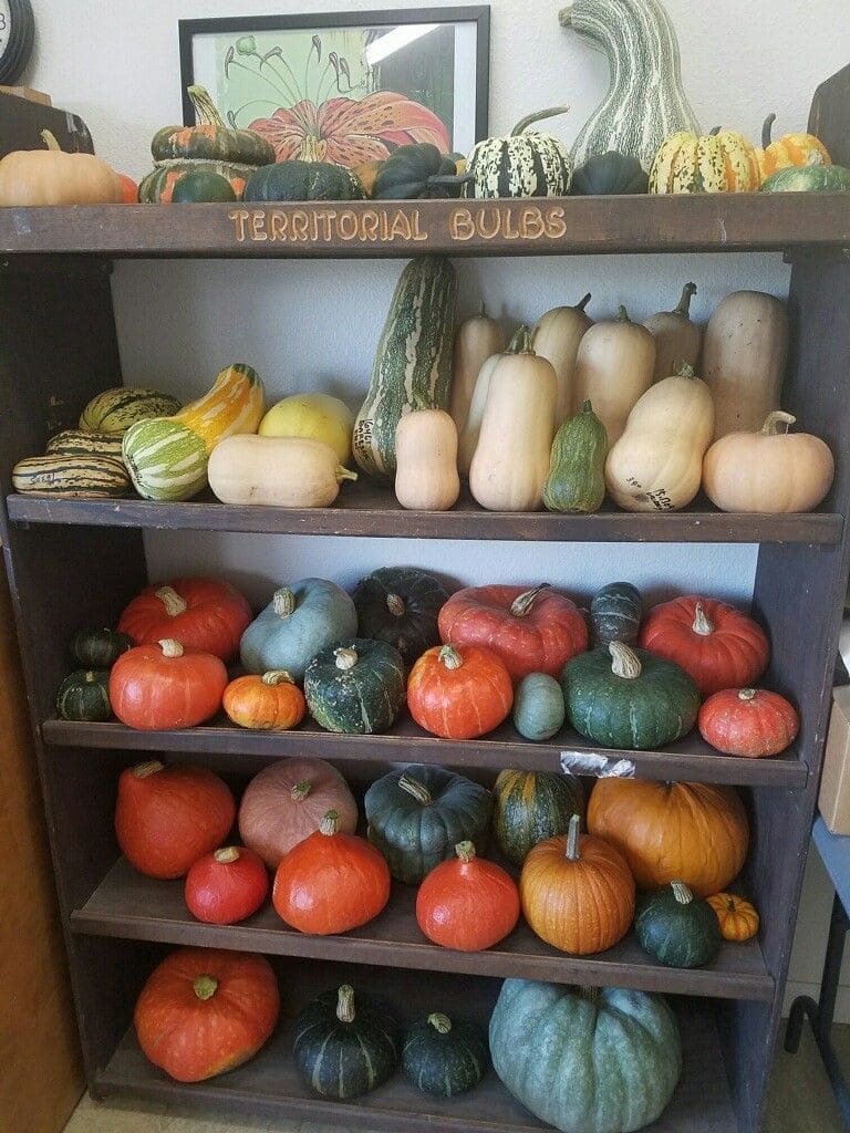 When to Grow Pumpkins for Halloween and Thanksgiving
