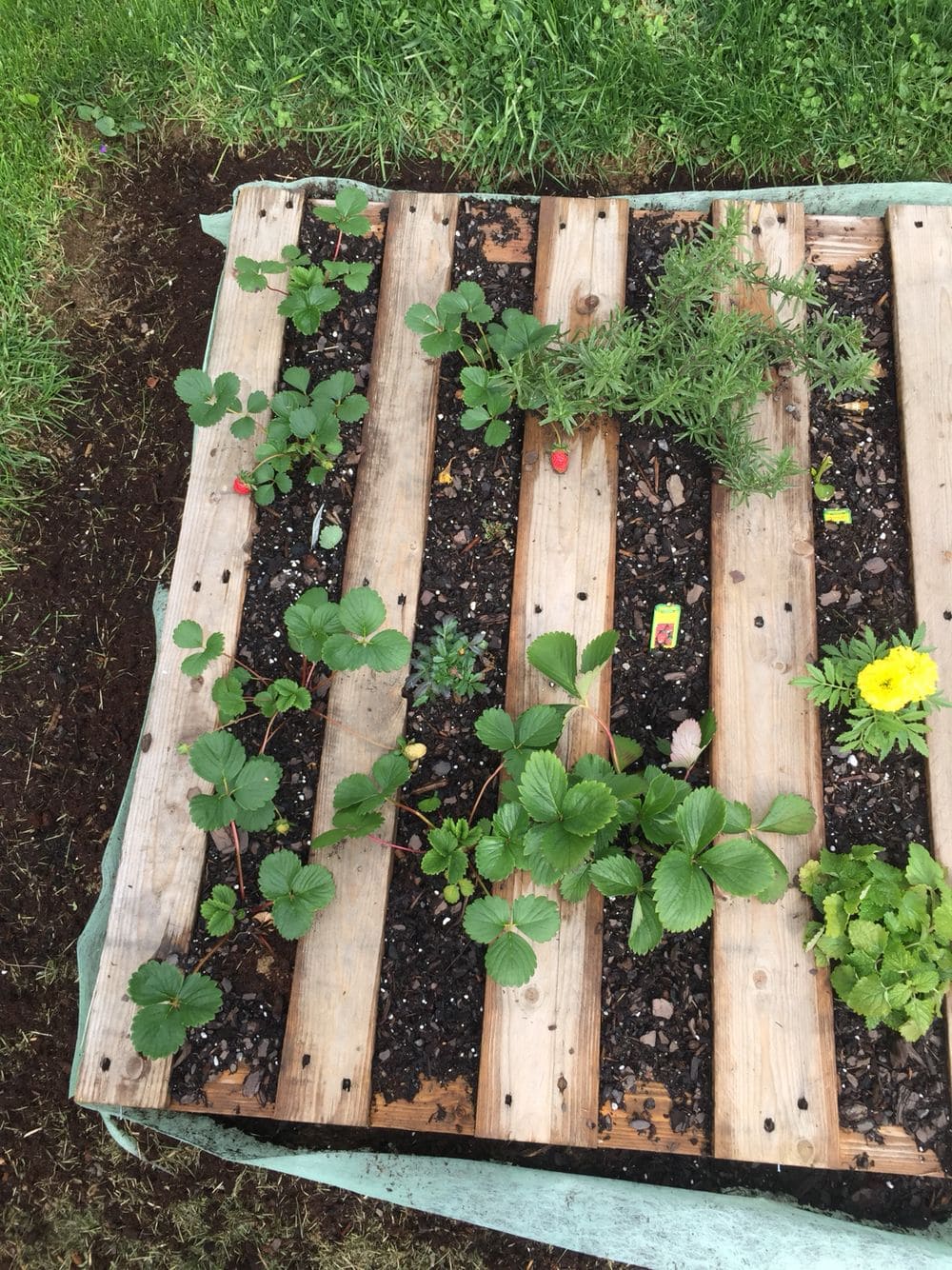10 Best Plants You Can Grow in Pallets And How to Care Them