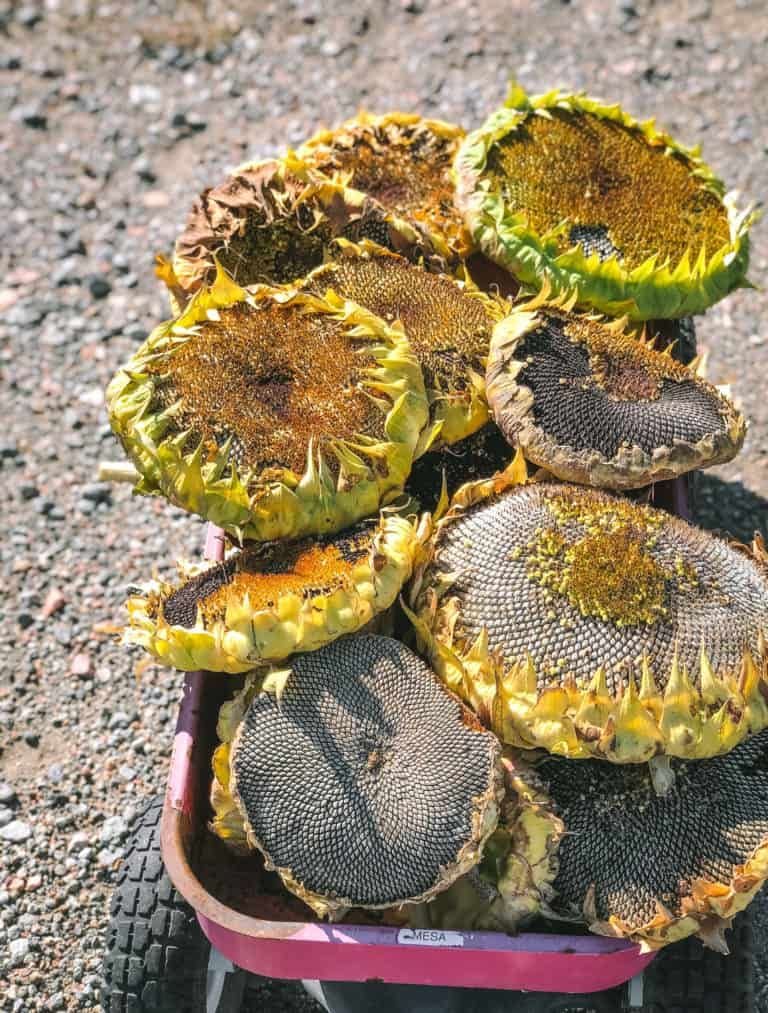 Boost Protein in Your Garden With These 8 Super Foods