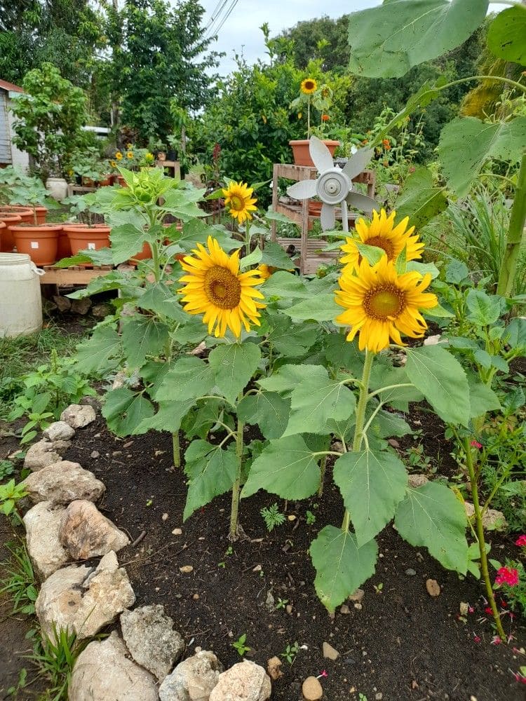 10 Best Plants to Grow in July for a Late-Season Harvest