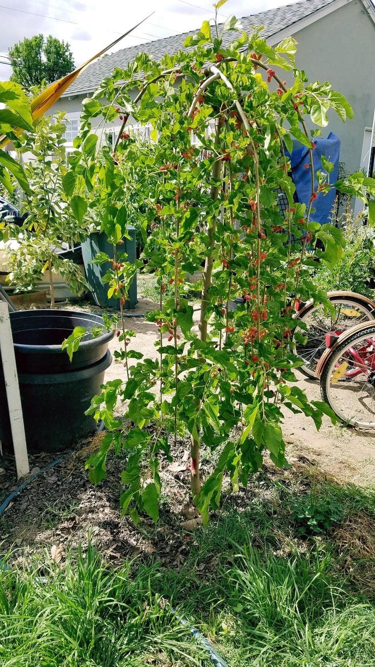 Here're 10 Tips to Grow Mulberries for the Sweetest, Largest Berries