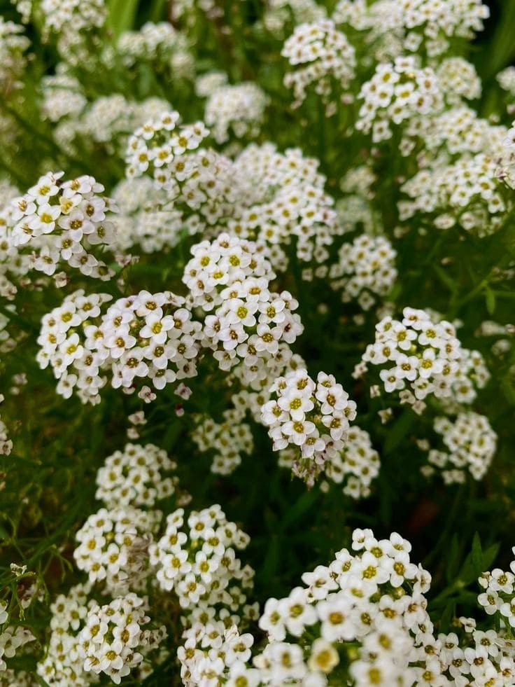 10 Flowers with Incredible Scents That Will Make You Fall in Love with Your Garden