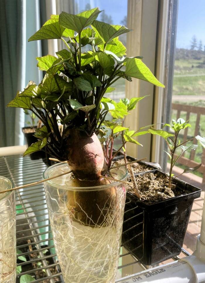 10 Edible Vines You Can Grow Indoors And Actually Eat