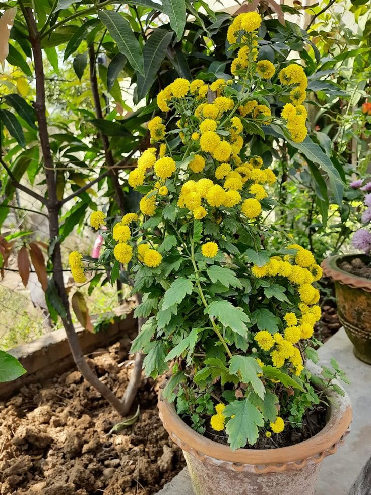 15 Plants That Naturally Repel Spiders