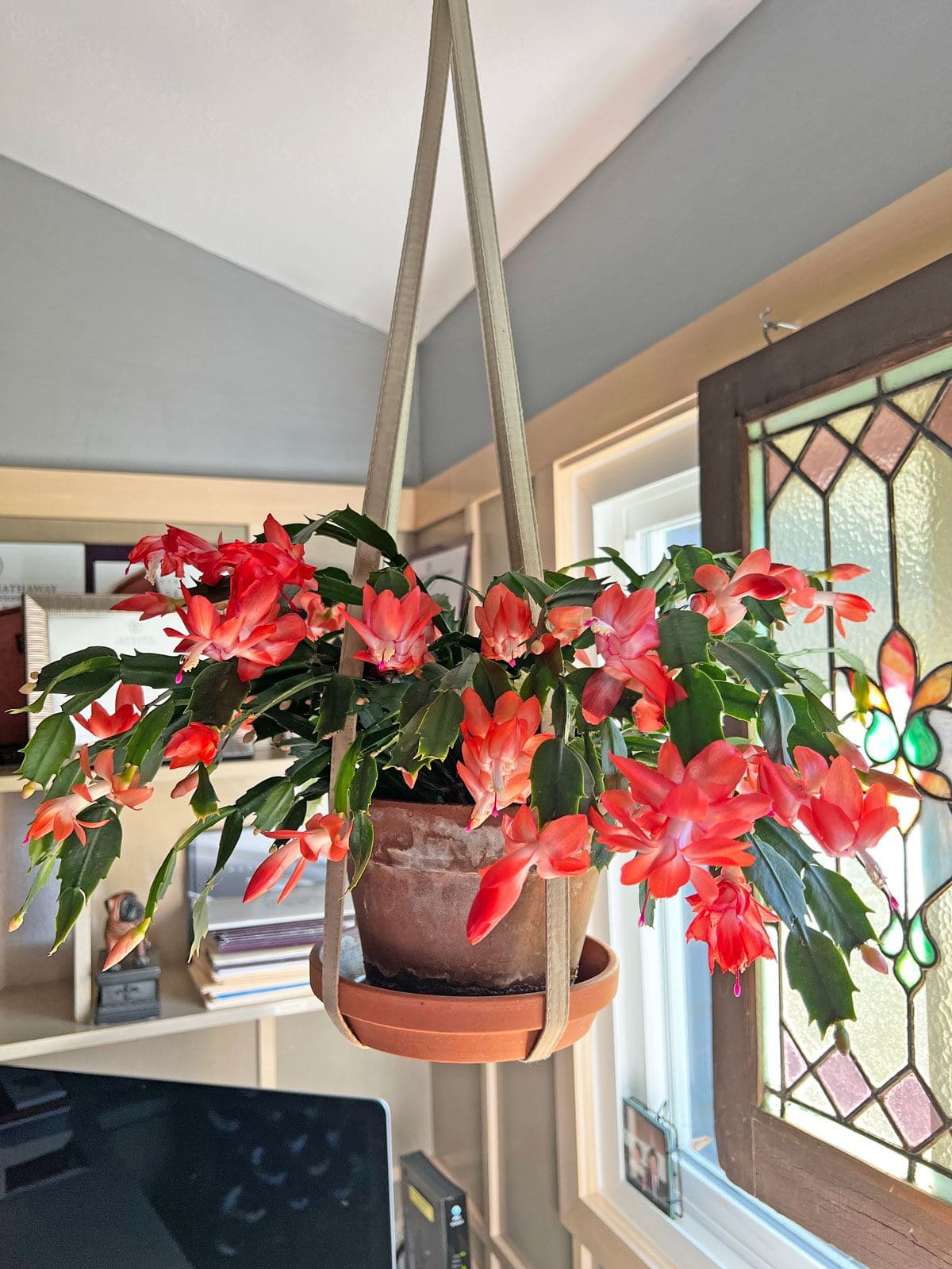 3 Christmas Cactus Types and Their Exotic Colors to Transform Your Home