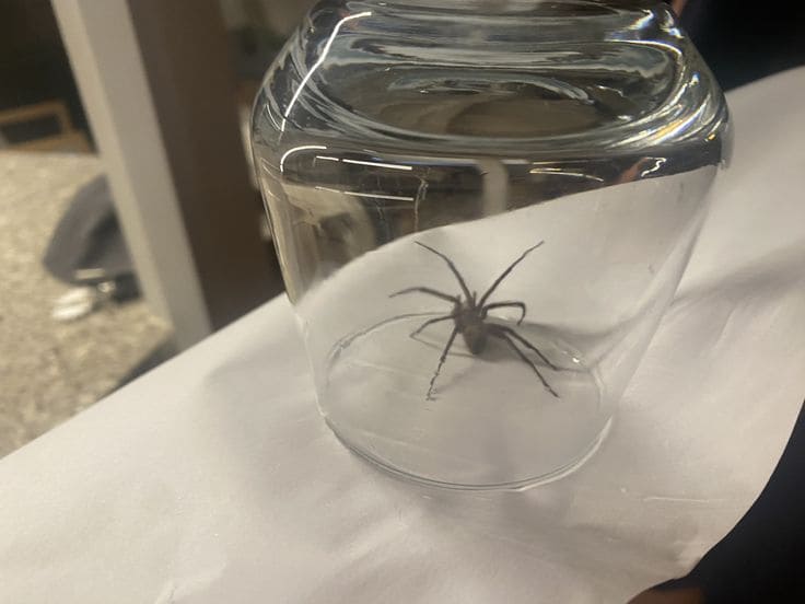 Spiders Are Not Dangerous. Here're Ways to Relocate Them Without Causing Harm
